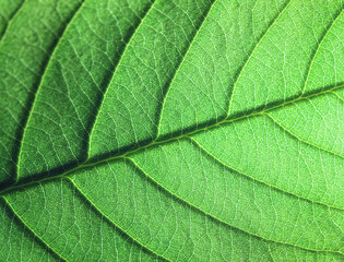 Green leaf close-up structure texture