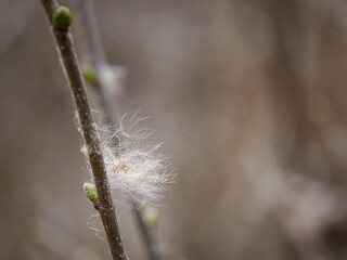 Clusters of reed seeds on a twig.
