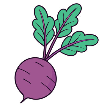 recommend clip art: Fresh Purple Beetroot with Green Leaves: Healthy Root Vegetable.