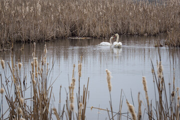 Two swans swim on a pond with reeds.
