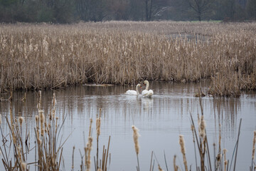 Two swans swim on a pond with reeds.
