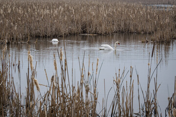 Two swans swim on a pond with reeds.
