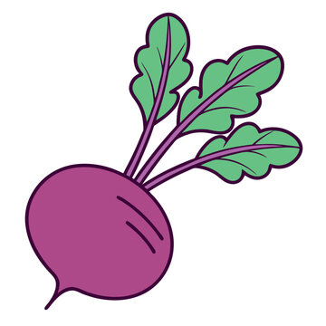 recommend clip art: Fresh Purple Beetroot with Green Leaves: Healthy Root Vegetable.