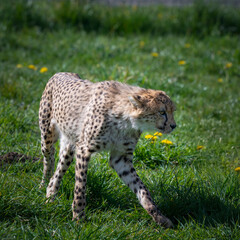 Young Male Cheetah Walking on Grass