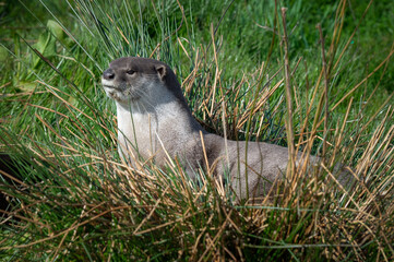 Otter Resting in Long Grass