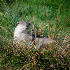 Otter Resting in Long Grass
