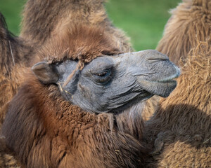 Close-up Bactrian Camel