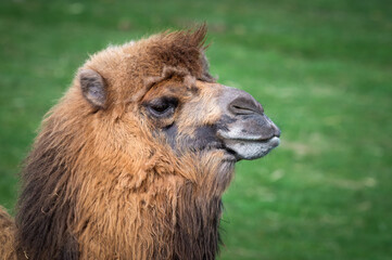 Close-up Bactrian Camel