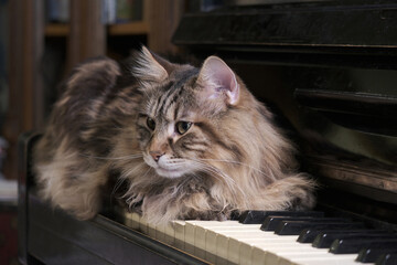 Portrait sweet cute cat on the piano, keys close-up. beautiful cat and music. Kurilian bobtail breed. Cinematic vintage 
interior