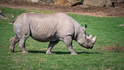 Fototapeta premium Adult Male Black Rhinoceros Walking on Grass