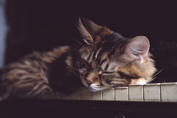 sleeping kitten on piano keys home interior. cute pets, Kurilian Bobtail.  fur kitten