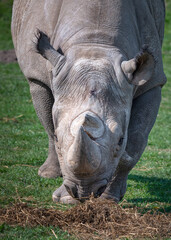 Obraz premium Adult Male Black Rhinoceros Walking on Grass