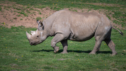 Obraz premium Adult Male Black Rhinoceros Walking on Grass