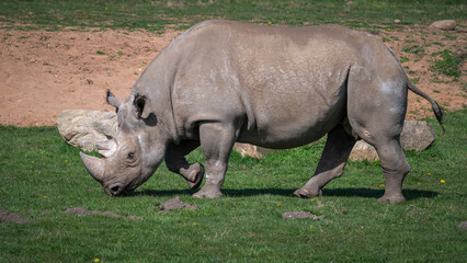 Obraz premium Adult Male Black Rhinoceros Walking on Grass