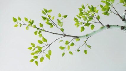 Birch twig featuring small green leaves and catkins against a white background