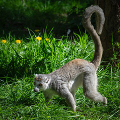Female Crowned Lemur Walking on Grass