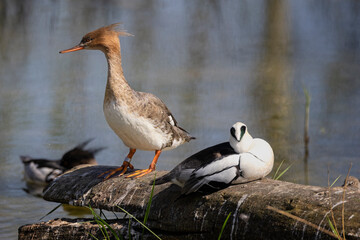 Close up of a female red brested merganser standing on log at waters edge in Gloucestershire, UK on...