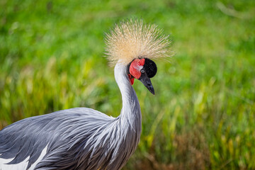 Close up of a Grey Crowned Crane against a blurred green background