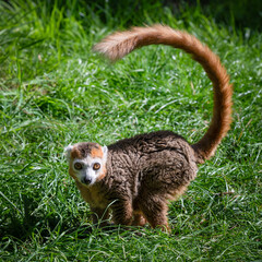 Male Crowned Lemur Walking on Grass