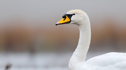 Elegant white swan on calm water serene nature photography