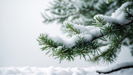 Tree branches adorned with hoarfrost and snow against a white backdrop with room for text