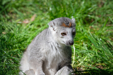 Female Crowned Lemur Sitting on Grass
