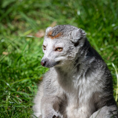 Naklejka premium Female Crowned Lemur Sitting on Grass