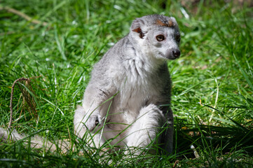Female Crowned Lemur Sitting on Grass