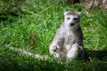 Female Crowned Lemur Sitting on Grass
