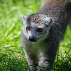 Obraz premium Female Crowned Lemur Walking on Grass
