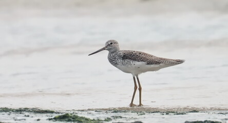 Common greenshank (Tringa nebularia) on sea beach, birds of Montenegro