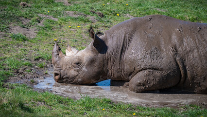 Naklejka premium Adult Male Black Rhinoceros Enjoying a Mud Bath