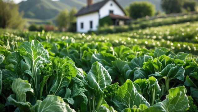 Autumn turnip greens farm featuring a turnip greens field.