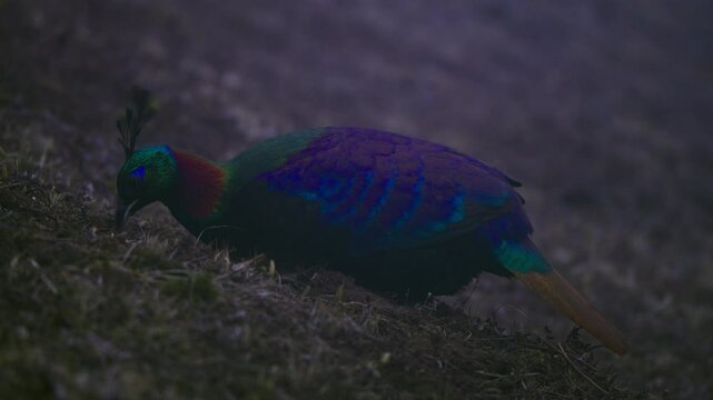 Vibrant Himalayan monal probing dense forest undergrowth, meticulously searching mountain terrain for scattered ground level prey and edible vegetation