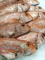 Rock mullet on ice at the fishmonger