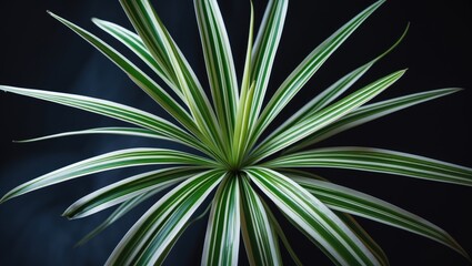 Fototapeta premium Beautifully patterned long flower leaves