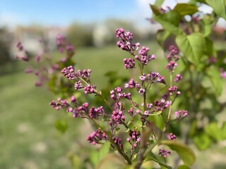 Fototapeta premium Purple blooming flower on branch Syringa vulgaris. Close-up. Syringa vulgaris, the lilac or common lilac, is a species of flowering plant in the olive family, Oleaceae. 