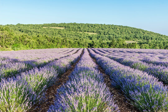 France, Provence. Lavender field near Sault