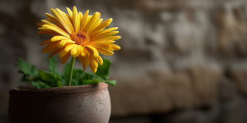 Yellow gerbera daisy in brown pot against blurred stone background, showcasing simplicity and natural beauty, ideal for serenity or nature themes