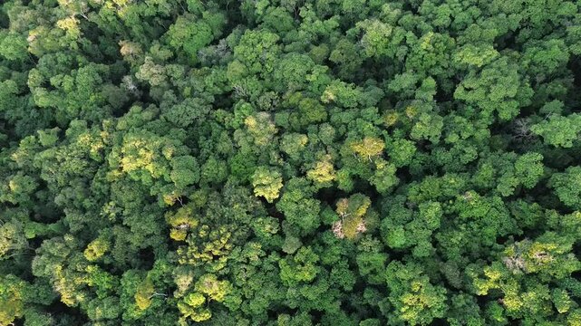 um v&iacute;deo de aproxima&ccedil;&atilde;o das copas das &aacute;rvores de uma floresta tropical (mata atl&acirc;ntica) obtida com um drone