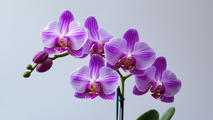 Isolated violet orchid on a background
