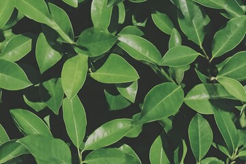 Close-up view of lush green leaves