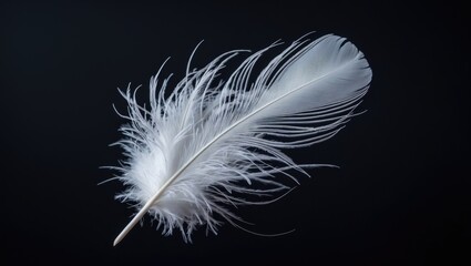 Obraz premium Close-up of a single white fluffy feather on a black background. Macro perspective. Idea of sustainable material.