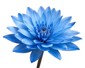 Fototapeta premium Vibrant Blue Flower in Full Bloom on White Background, Bright, Floral, Natural Beauty