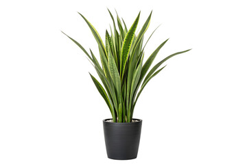 Tall Snake Plant with Long Green Leaves Indoors, Indoor Plant