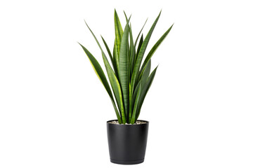 Tall Snake Plant with Long Green Leaves Indoors, Indoor Plant