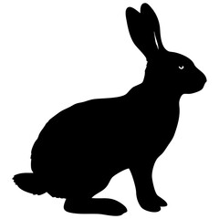 Rabbit isolated on white background