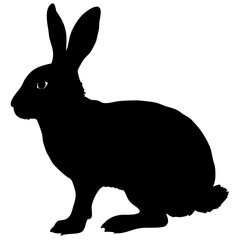 Rabbit isolated on white background