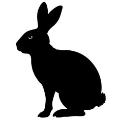 Rabbit isolated on white background