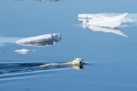 Norway, Svalbard. Polar bear swimming between ice floes in Arctic Ocean.